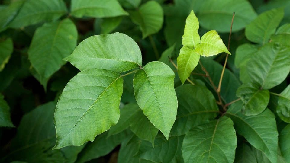 Know Your Poison Ivy, Oak and Sumac | INTEGRIS Health