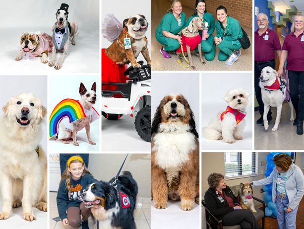 Therapy Dogs
