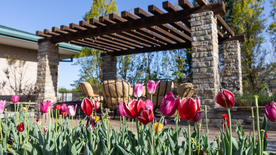 Pink and red tulips in a planter box outside