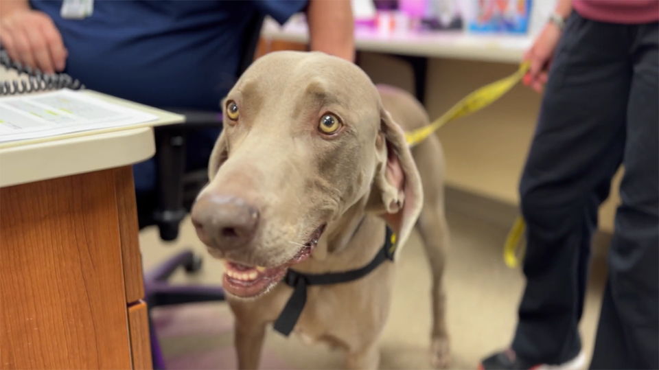 Meet Kasper, the Therapy Dog