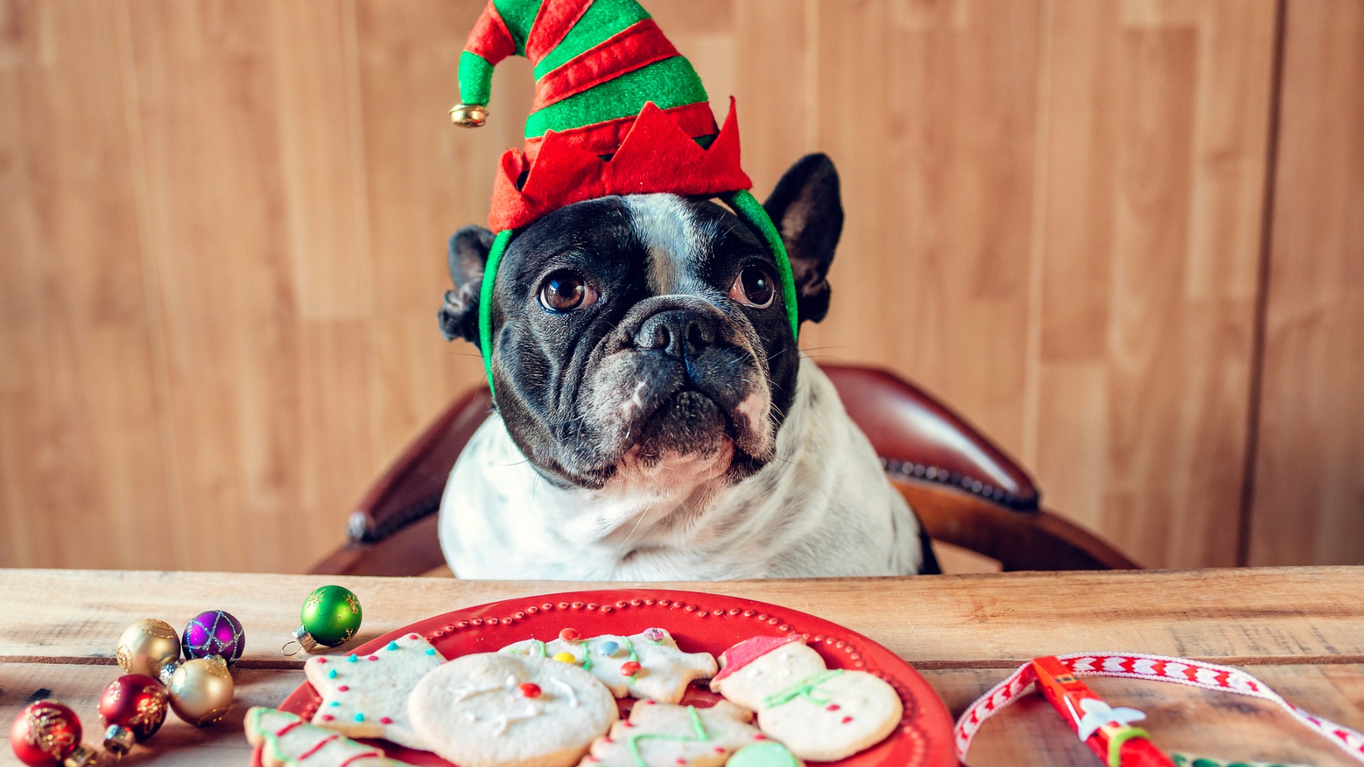 dog sitting at a table wearing an elf hat
