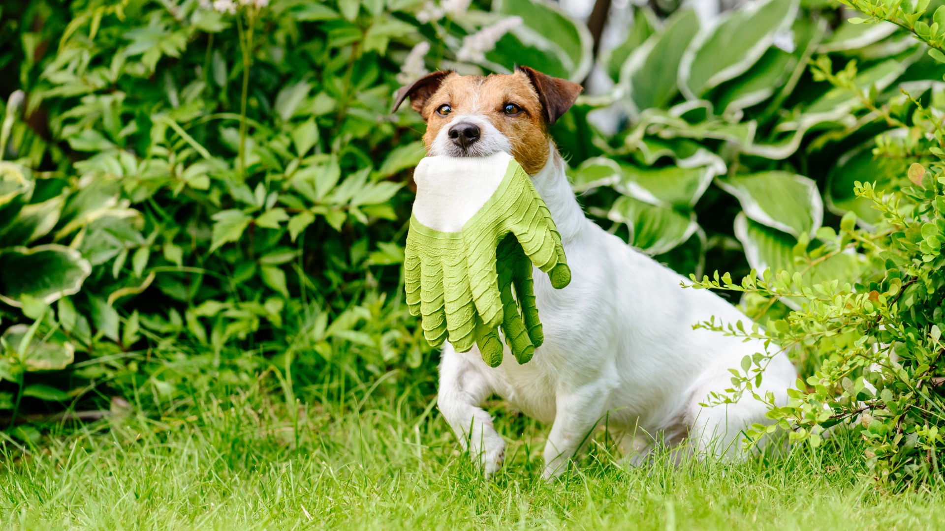 dog carrying gardening gloves