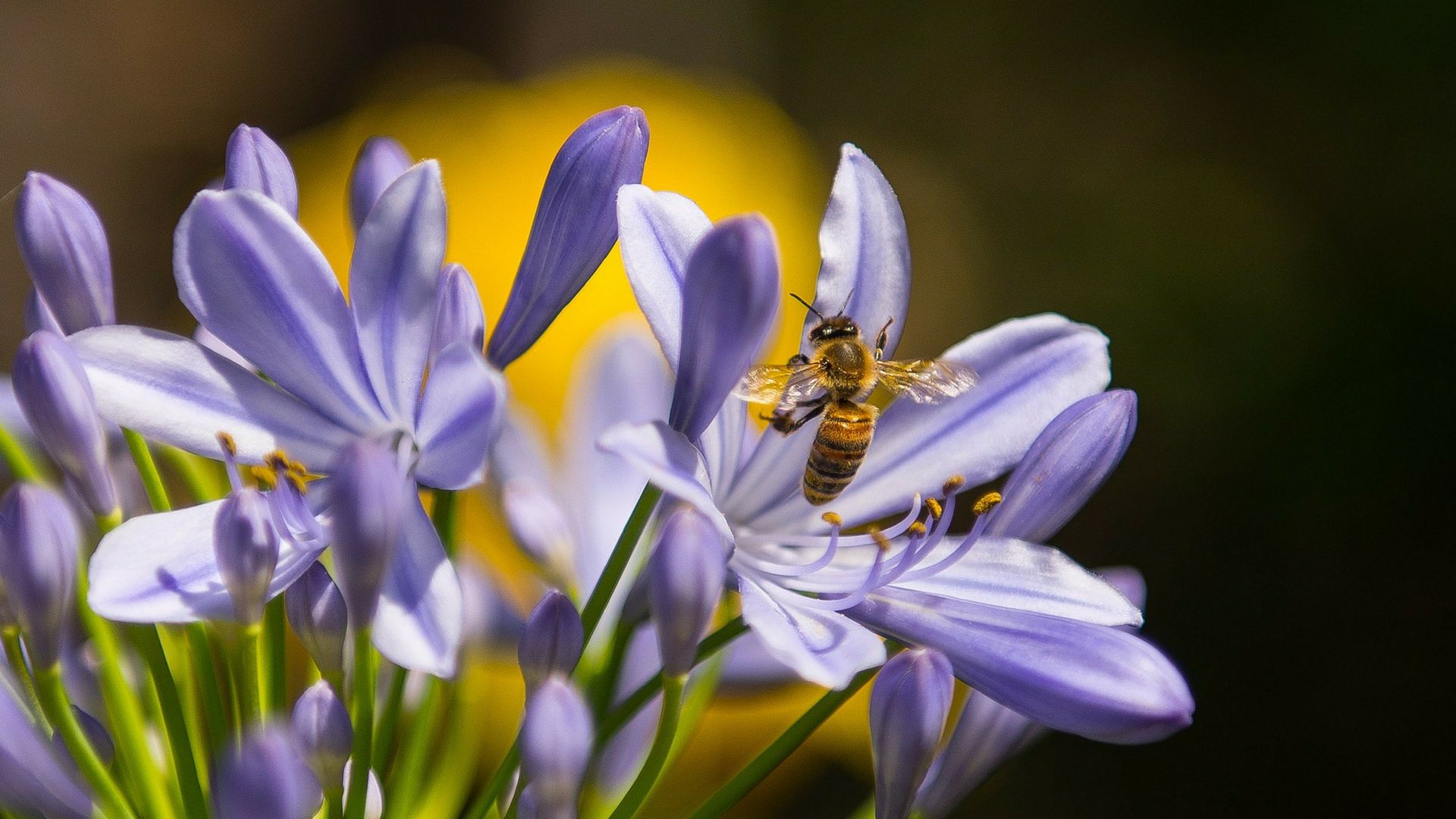 bee in a flower