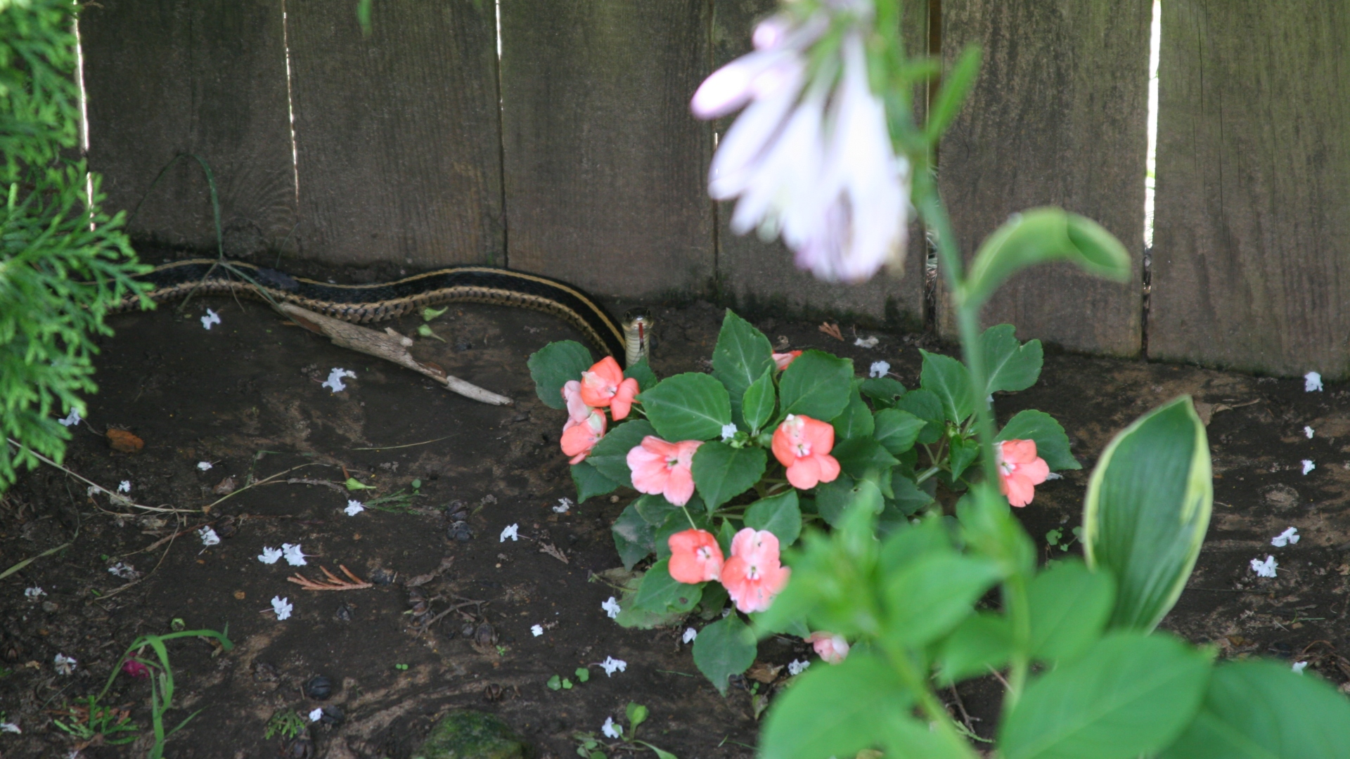 How Common Are Snake Attacks in Oklahoma?