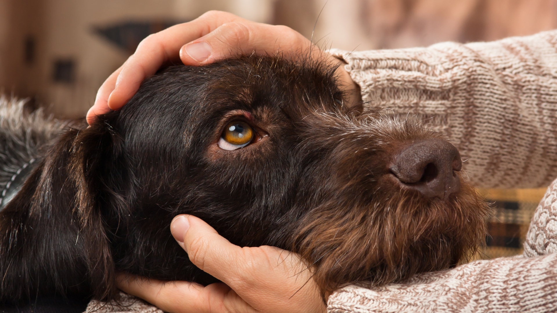 close up of dog's head in woman's lap