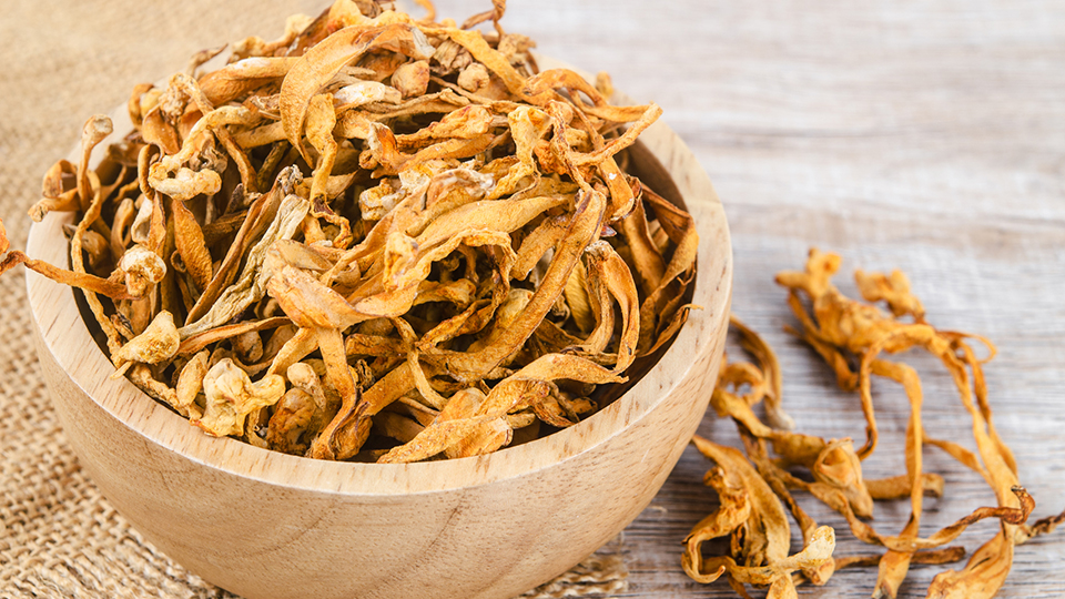 Cordyceps