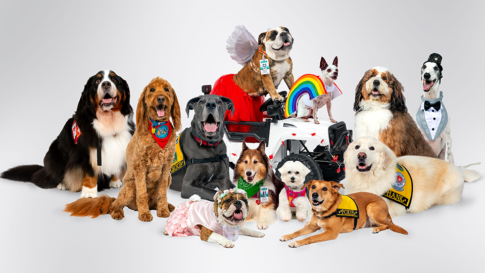 Therapy Dogs