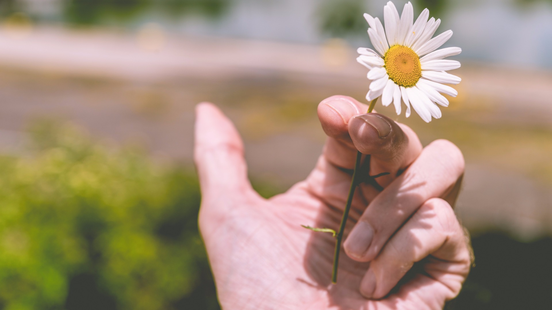 hand holding a daisy instead of a cigarette