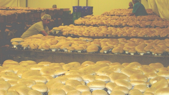 Mushroom Farm