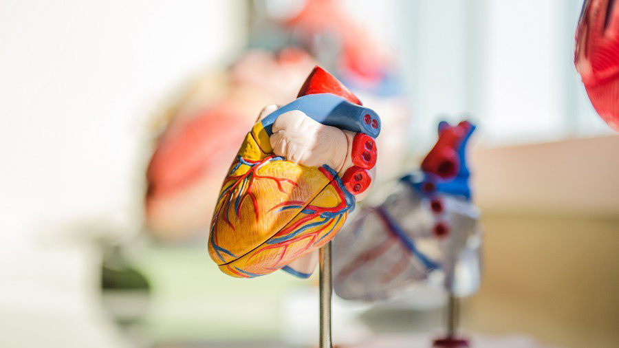 Heart