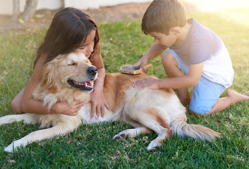 boy and girl brushing golden retriever
