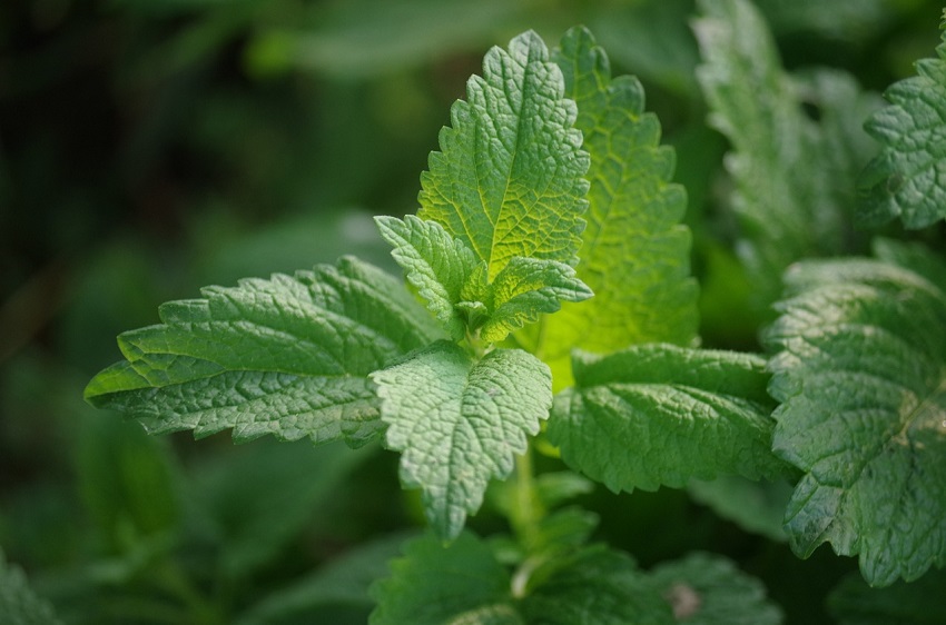 cooking with herbs 1