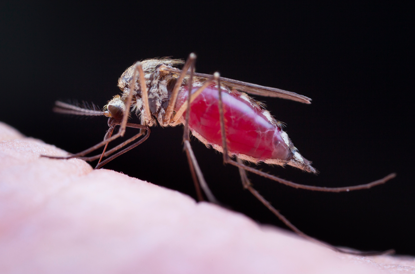 zika virus update