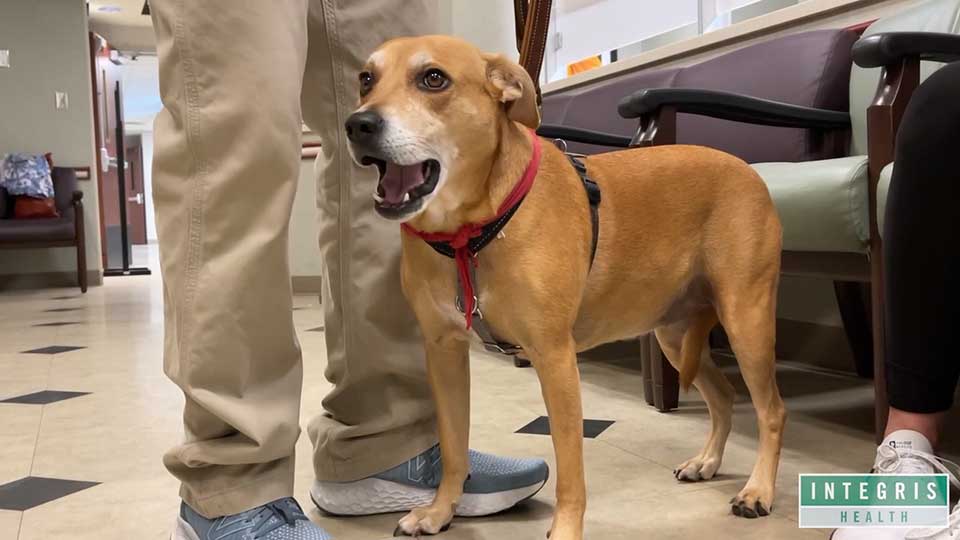 Meet Bella Rose – A Therapy Dog at INTEGRIS Health